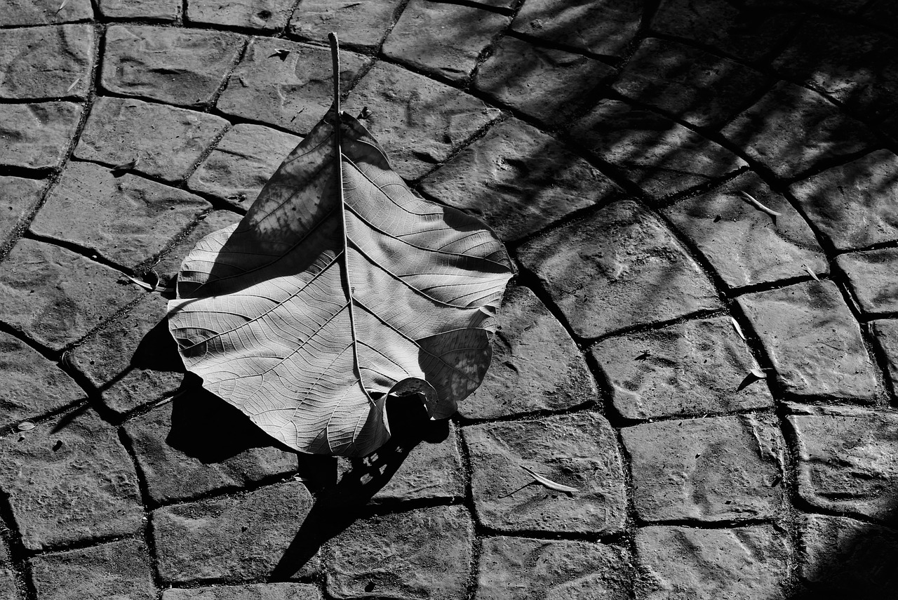 winter leaf shadows free photo