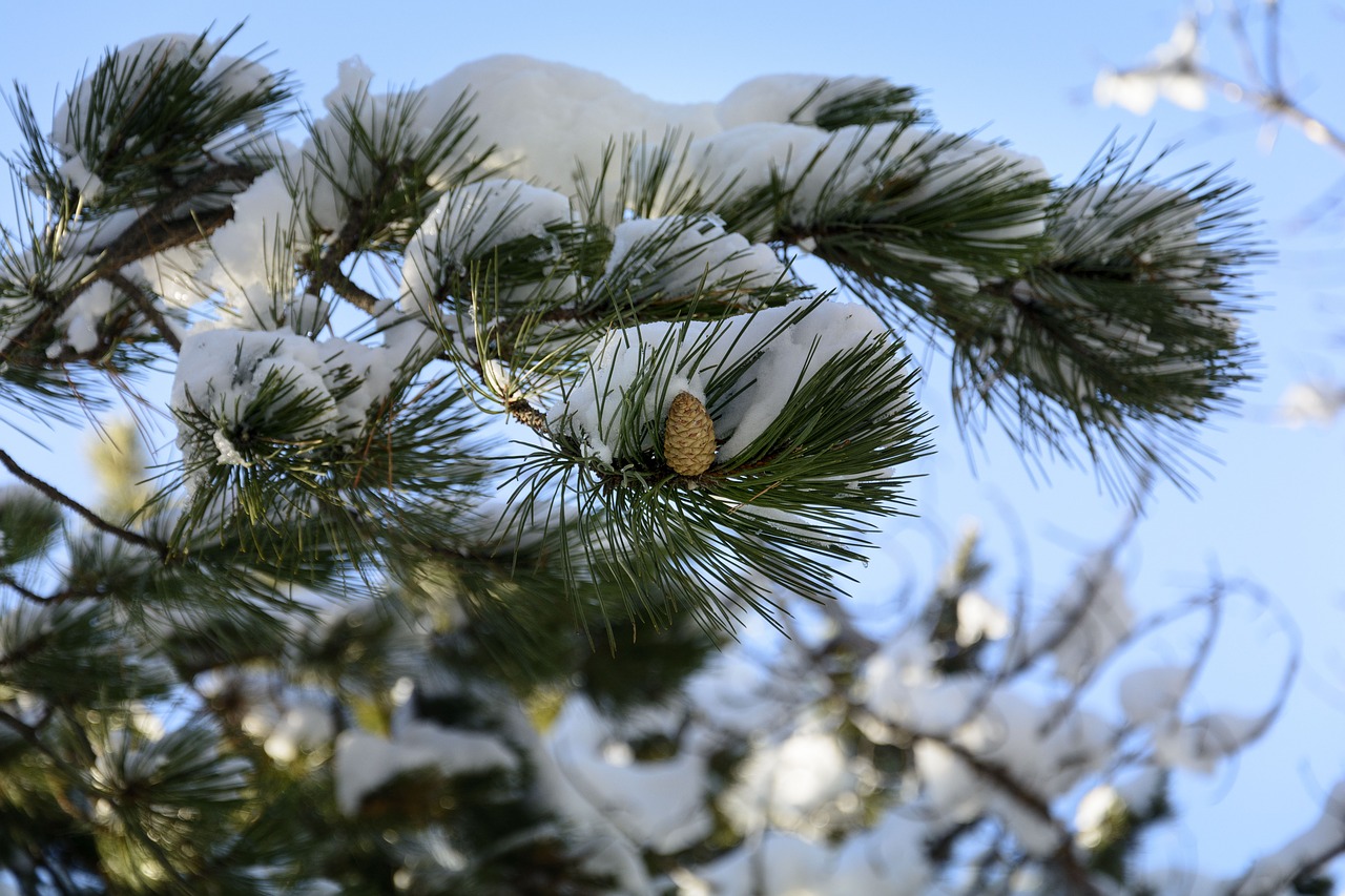 winter snow branch free photo