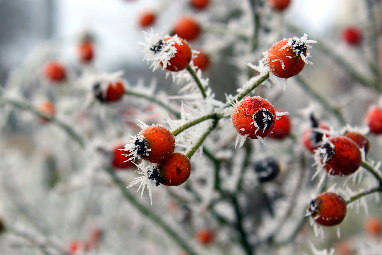 winter ripe nature free photo