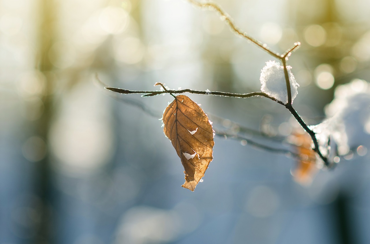 winter forest frost free photo