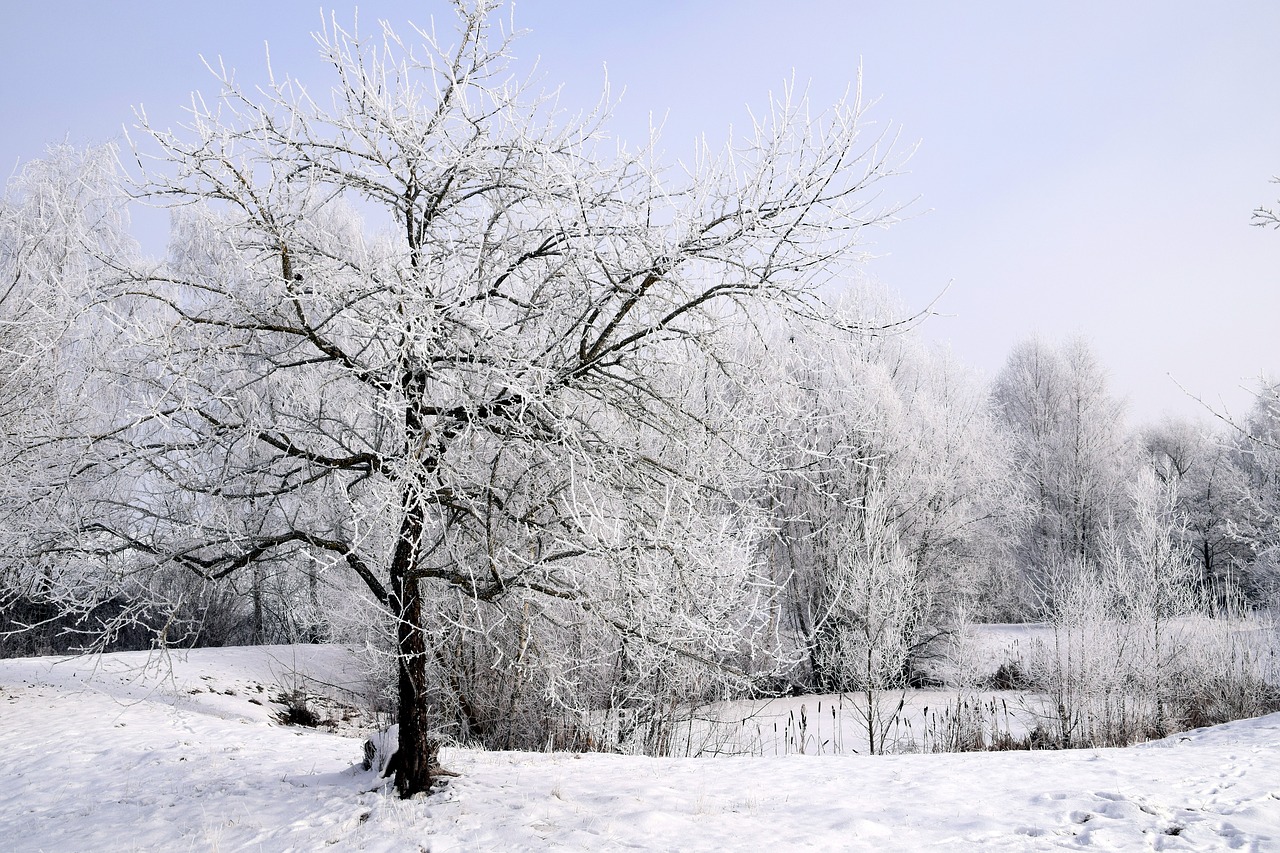 winter snow wintry free photo