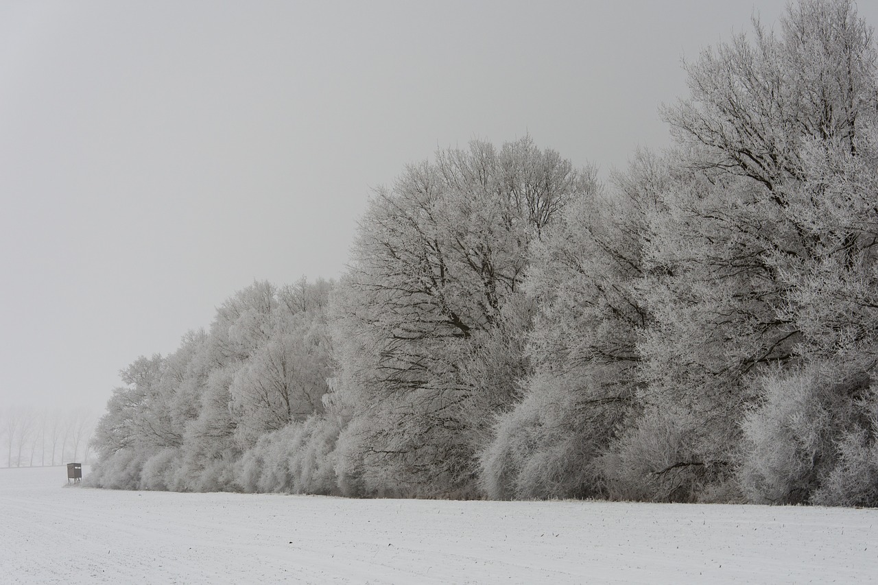 winter forest wintry free photo