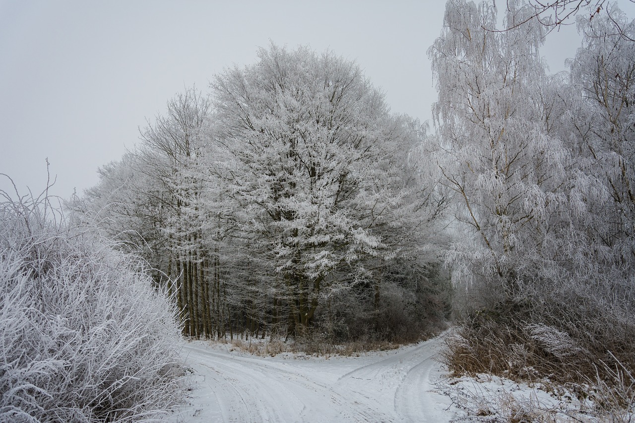 winter forest wintry free photo