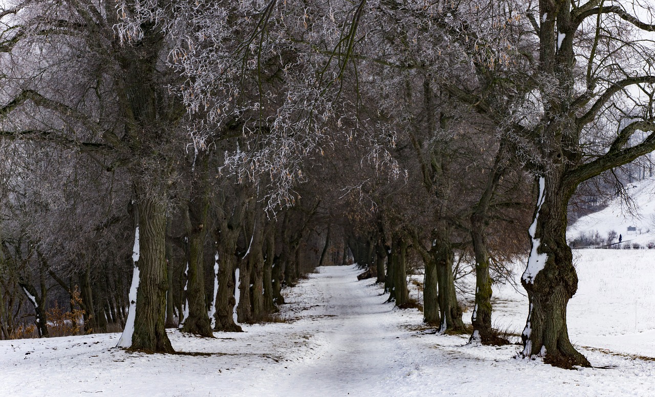 winter forest away free photo