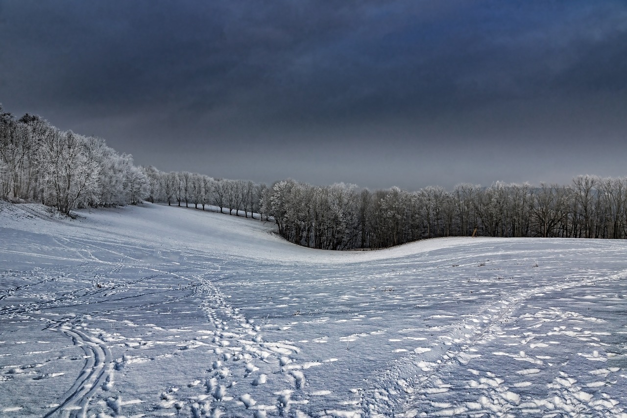 winter snow meadow free photo