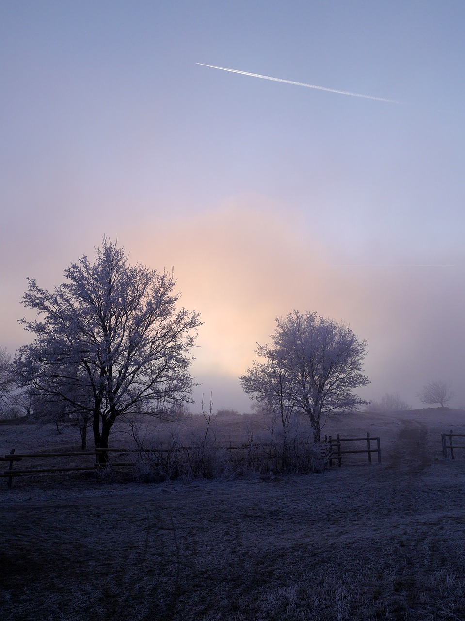 winter the sky trees free photo