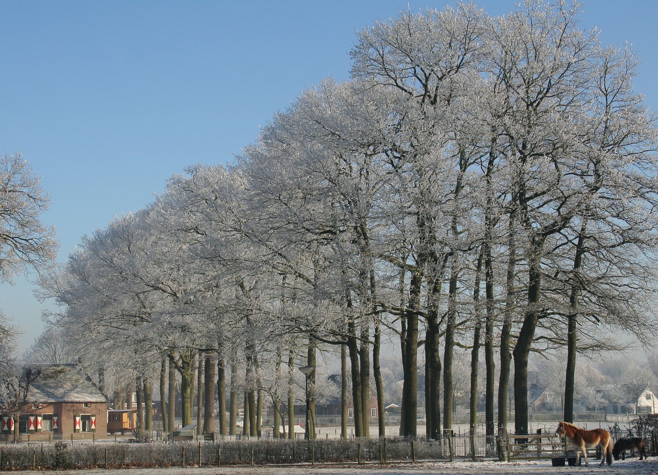 winter soest trees free photo
