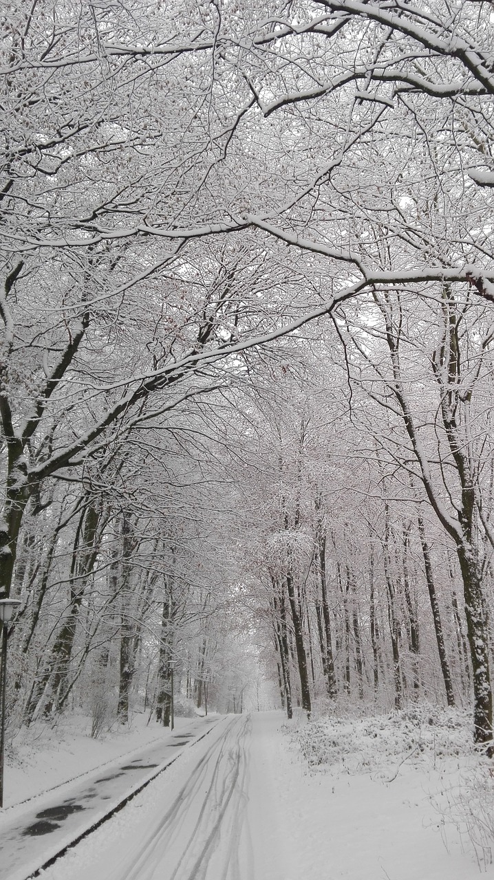 winter forest street free photo