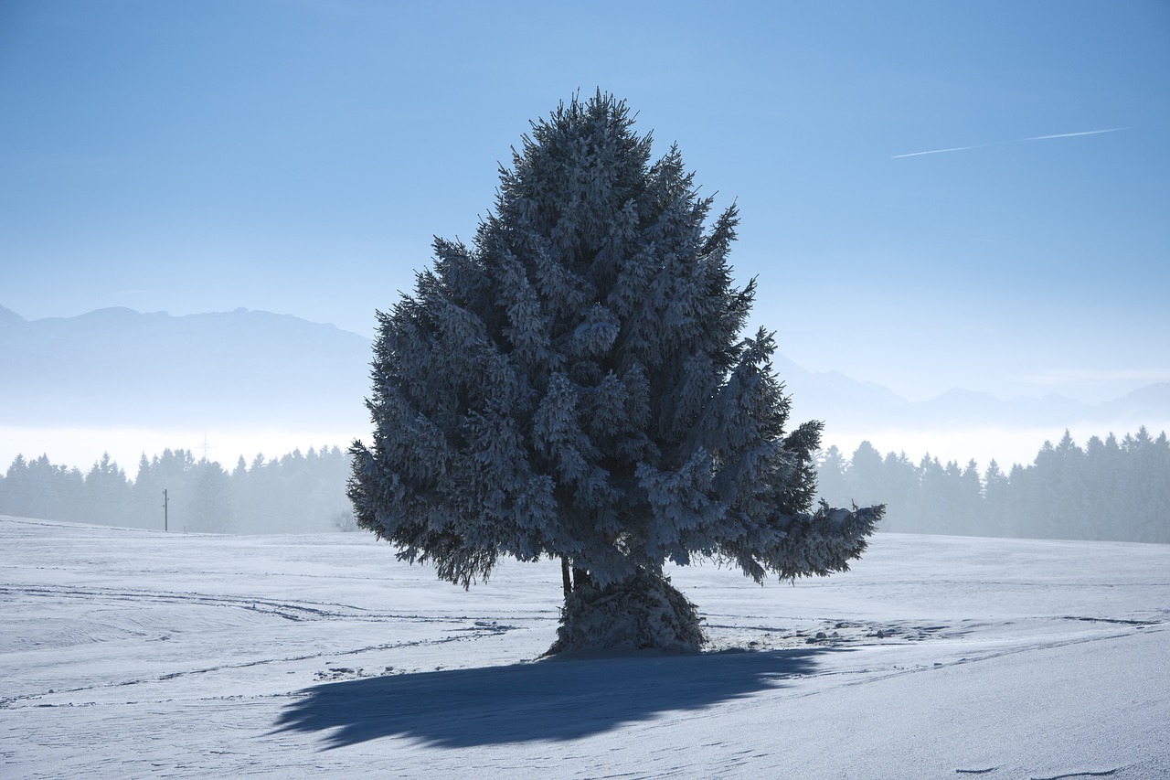 winter tree nature free photo