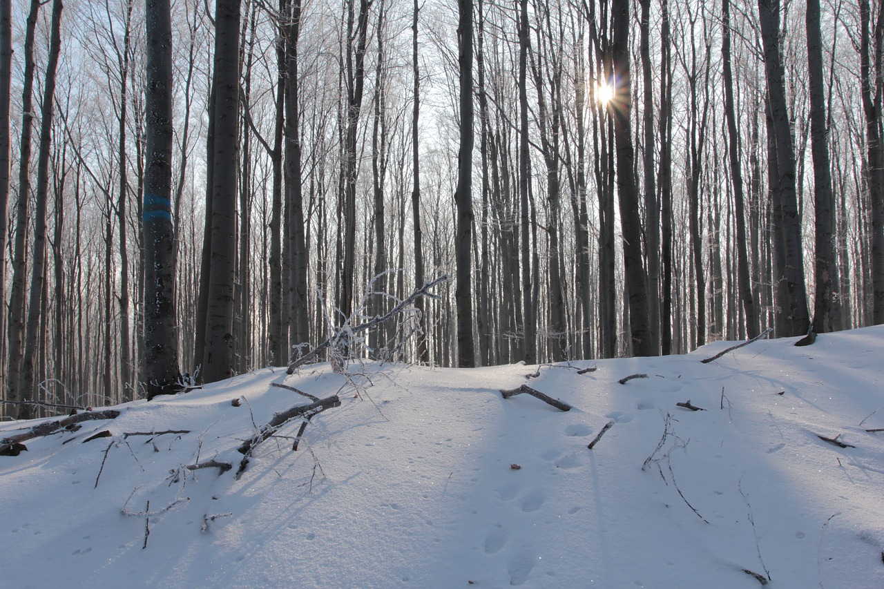 winter forest tree free photo