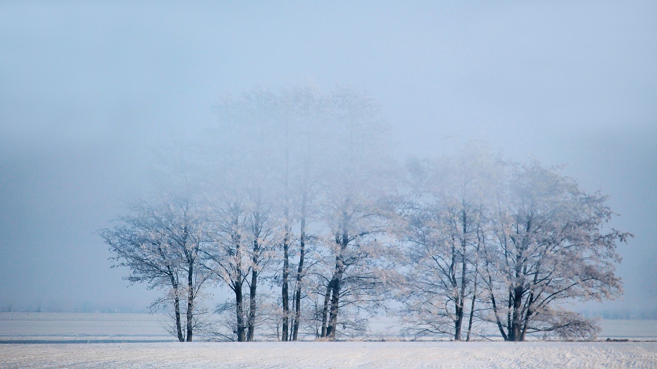 winter foggy trees free photo