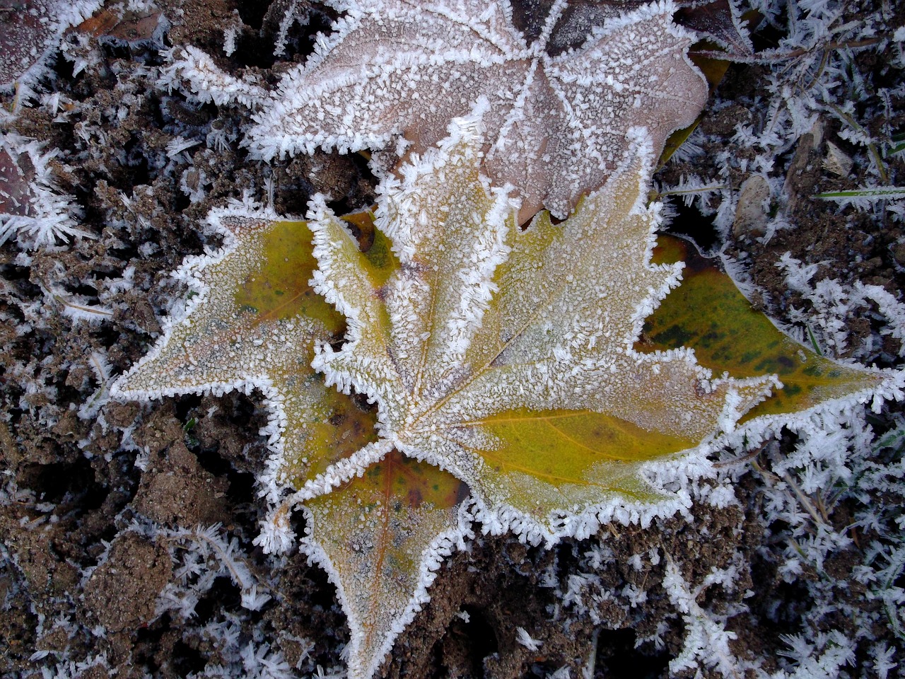 winter ice leaves free photo