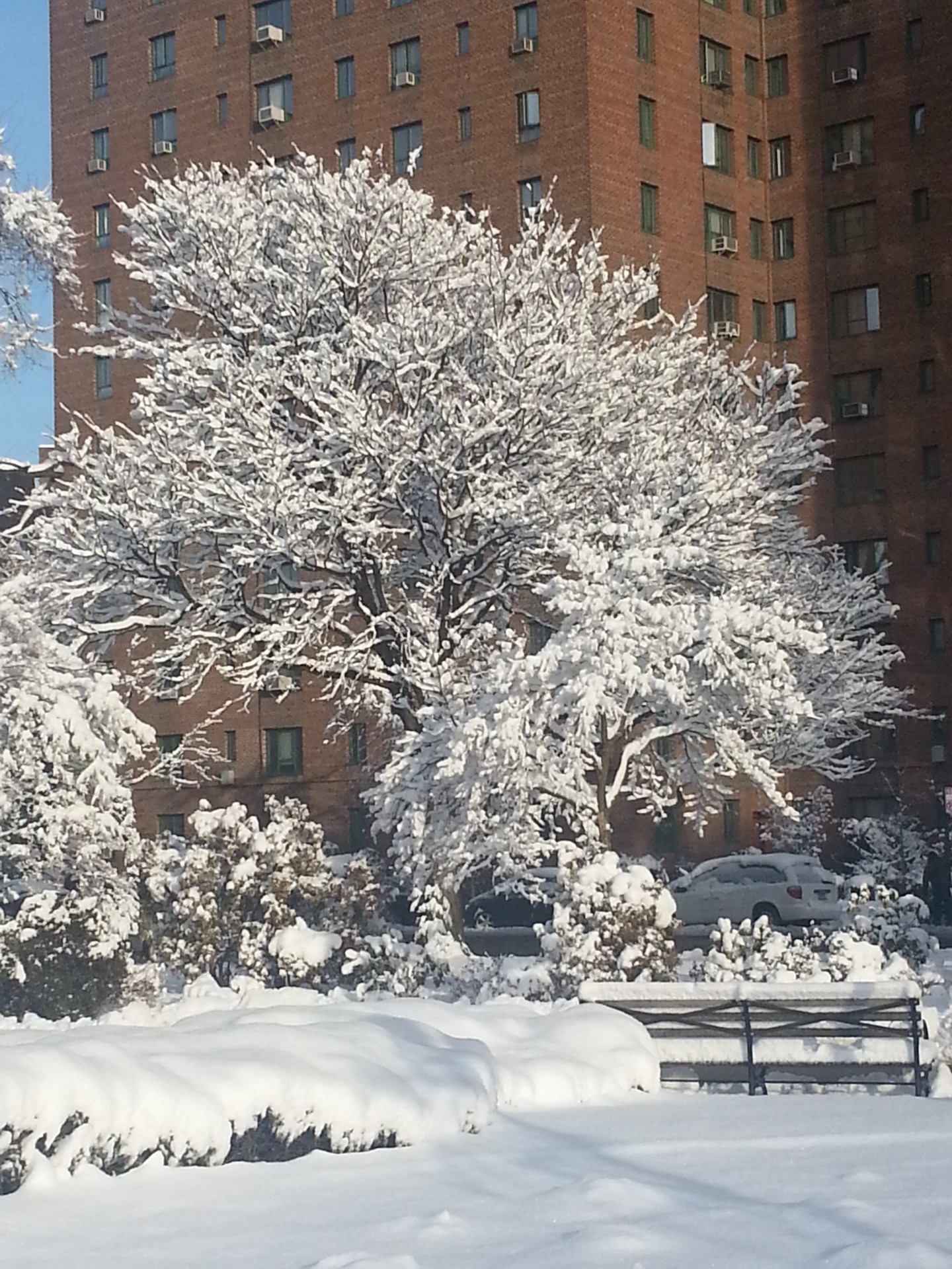 trees winter snow snow covered trees ny free photo