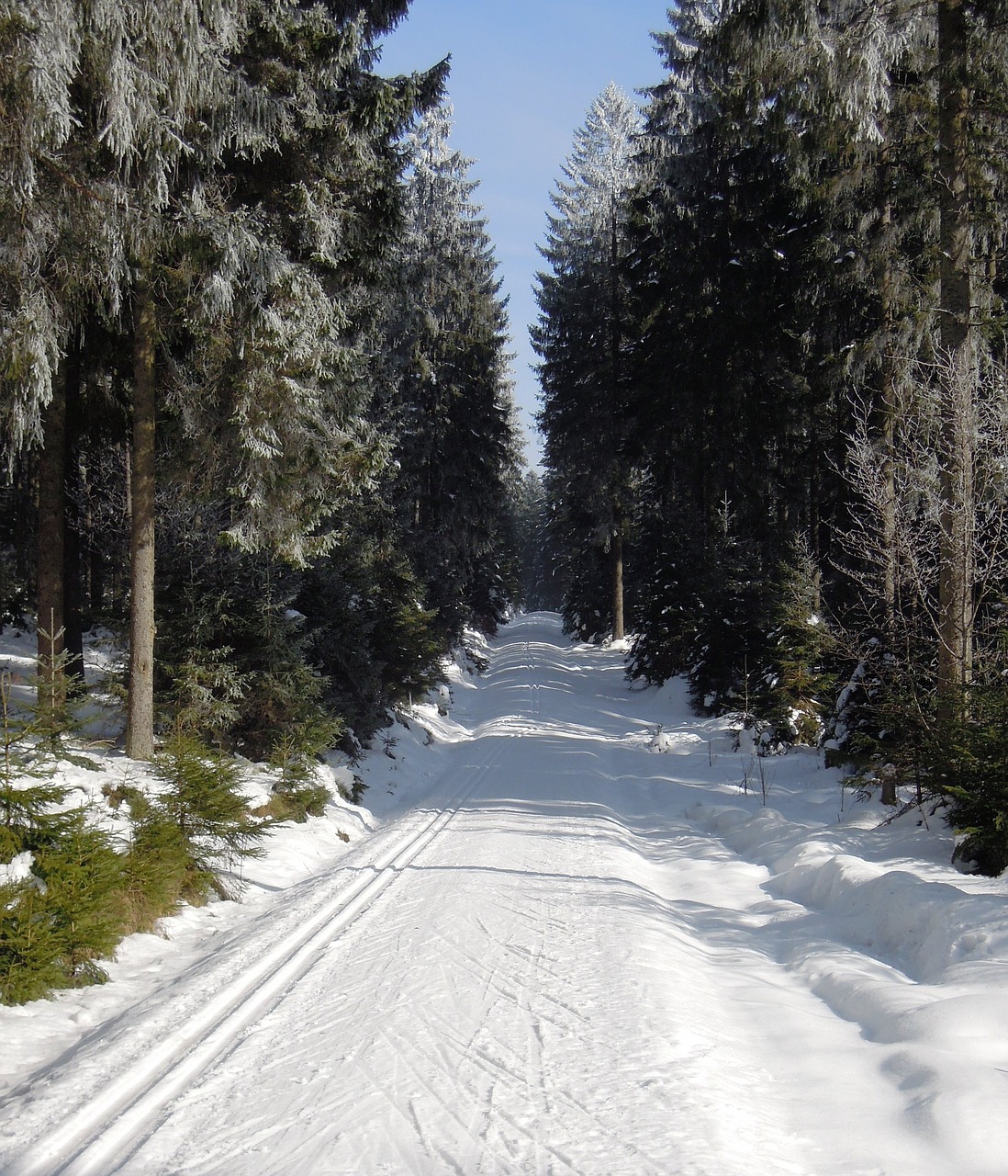 winter forest forest road free photo