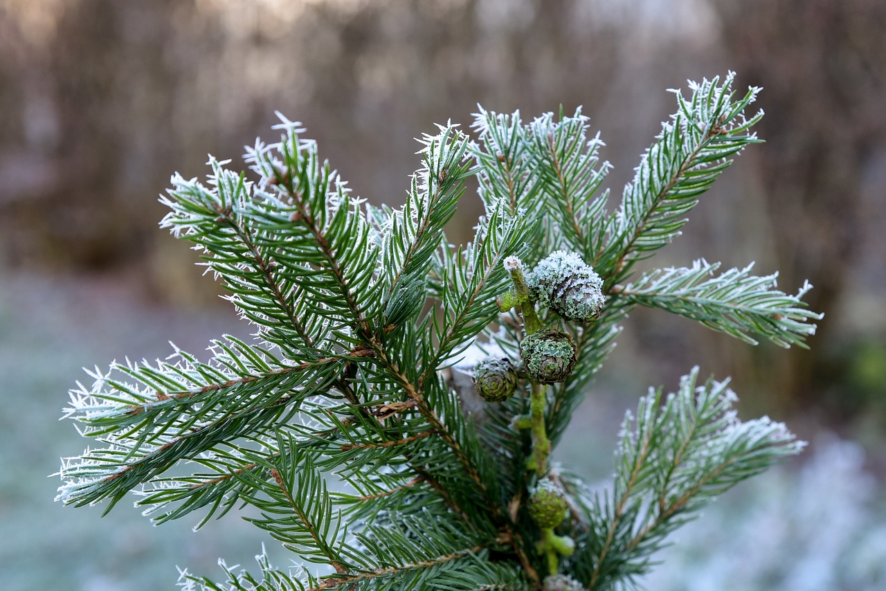 winter ice frozen free photo