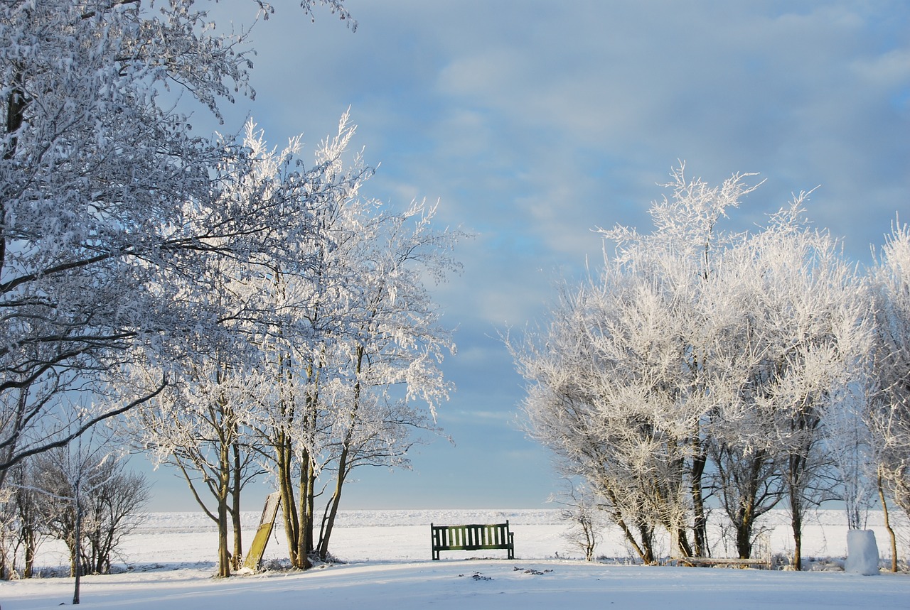 winter snow wintry free photo