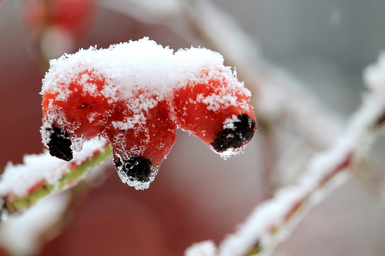 winter snow ice free photo