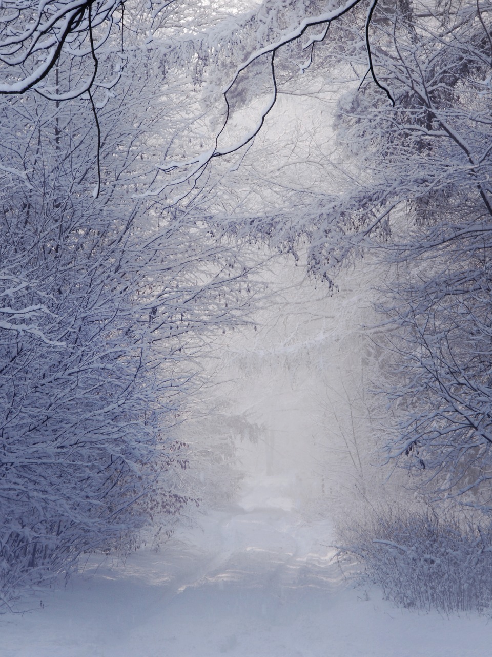winter landscape white free photo