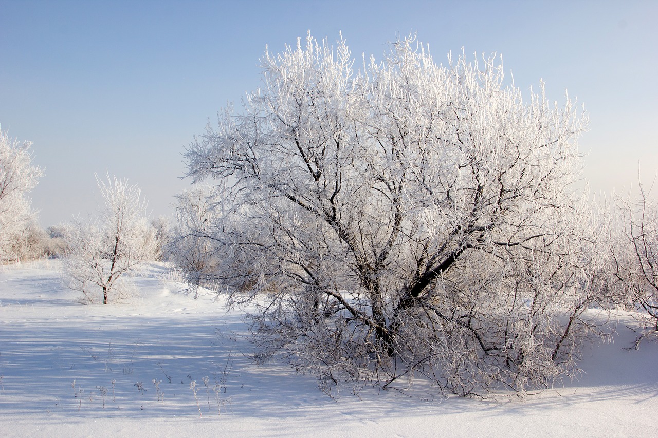 winter snow trees free photo