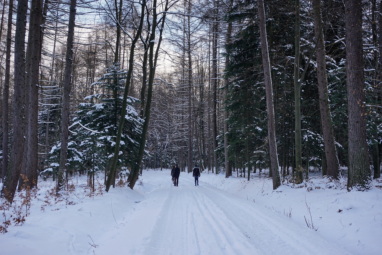 winter forest snow free photo