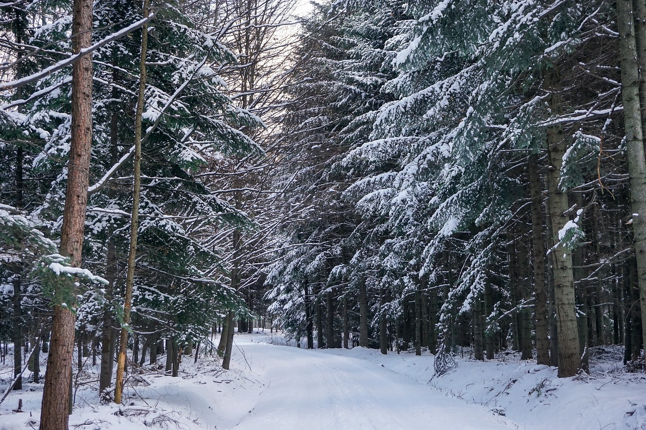 winter forest snow free photo