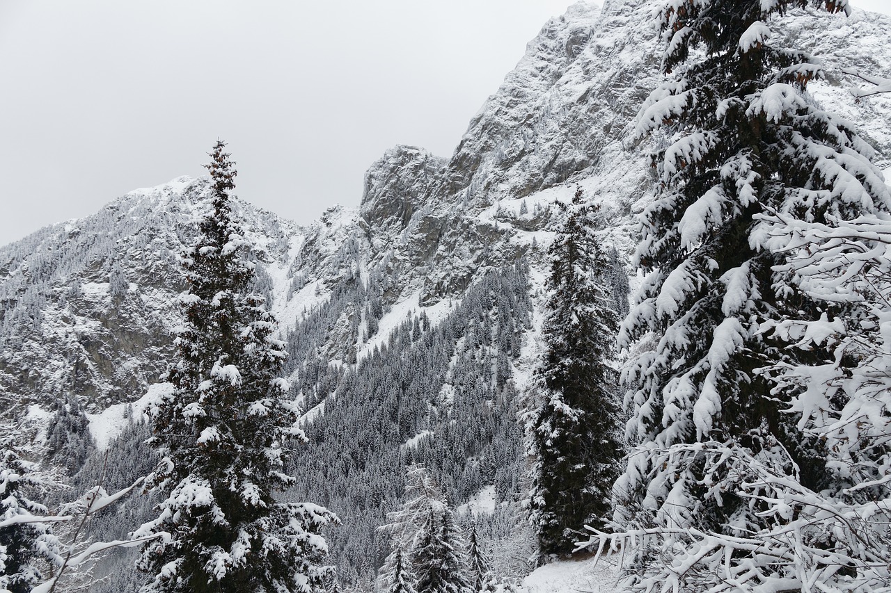 winter snow forest free photo