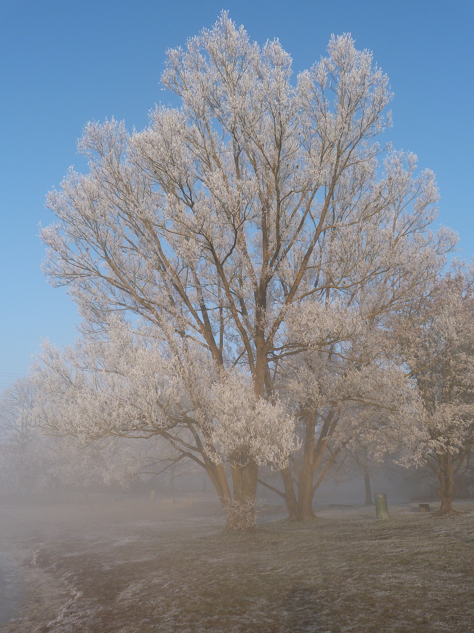 winter frost wintry free photo