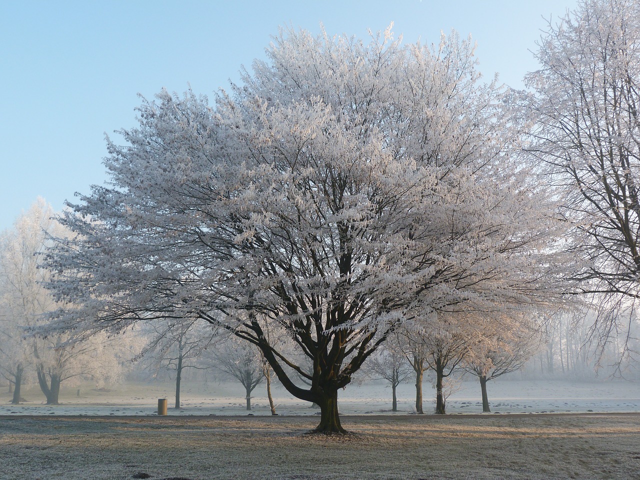 winter frost wintry free photo