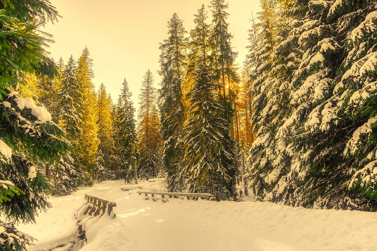 winter snow forest free photo