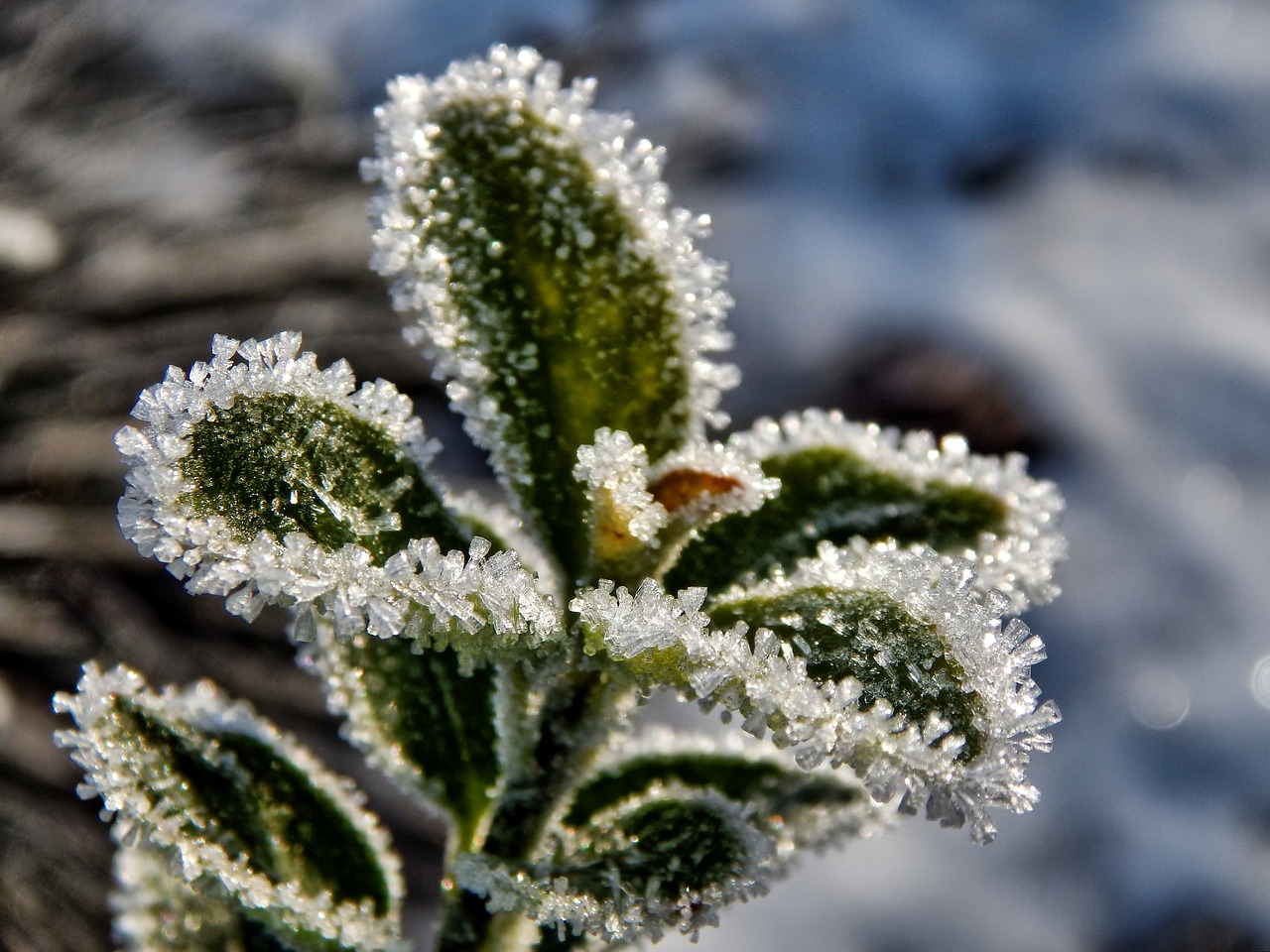 winter nature snow free photo