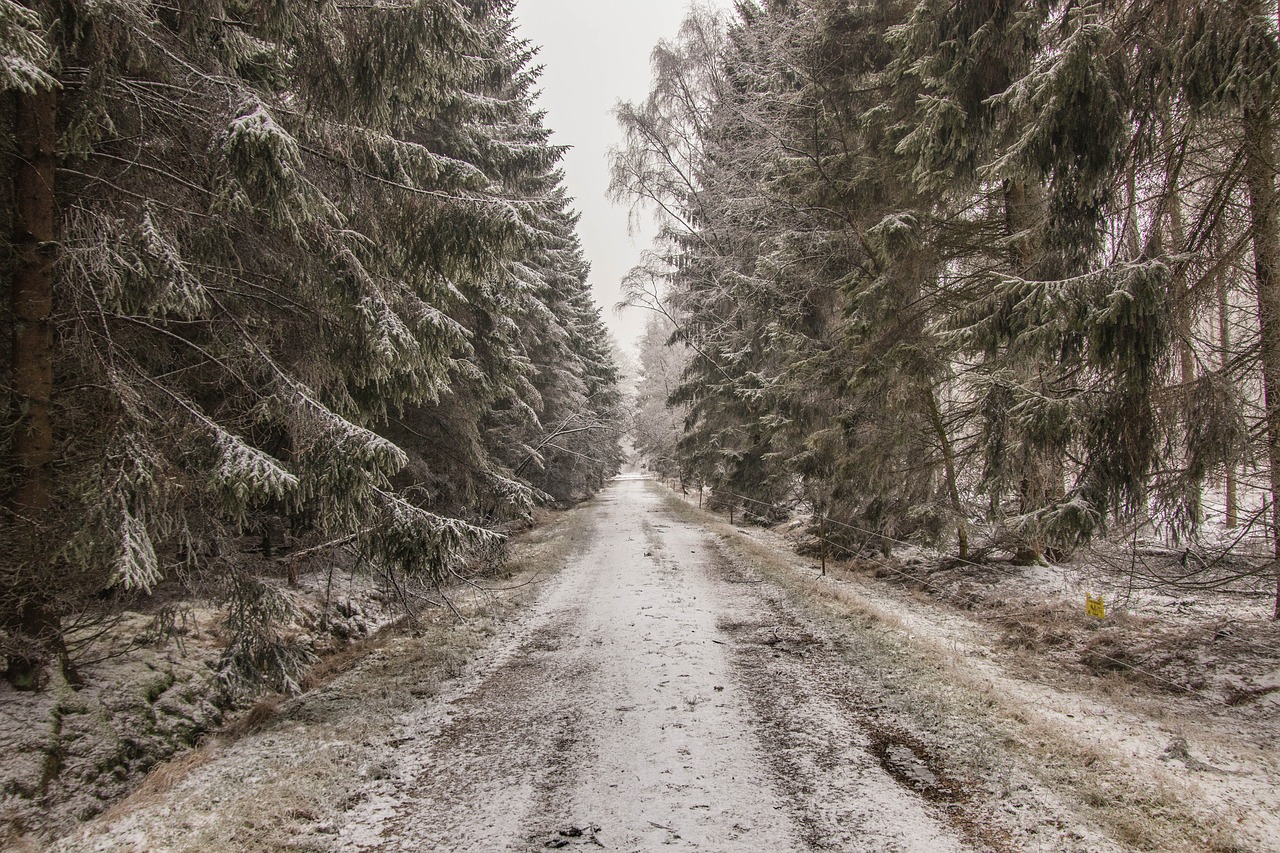 winter snow forest free photo