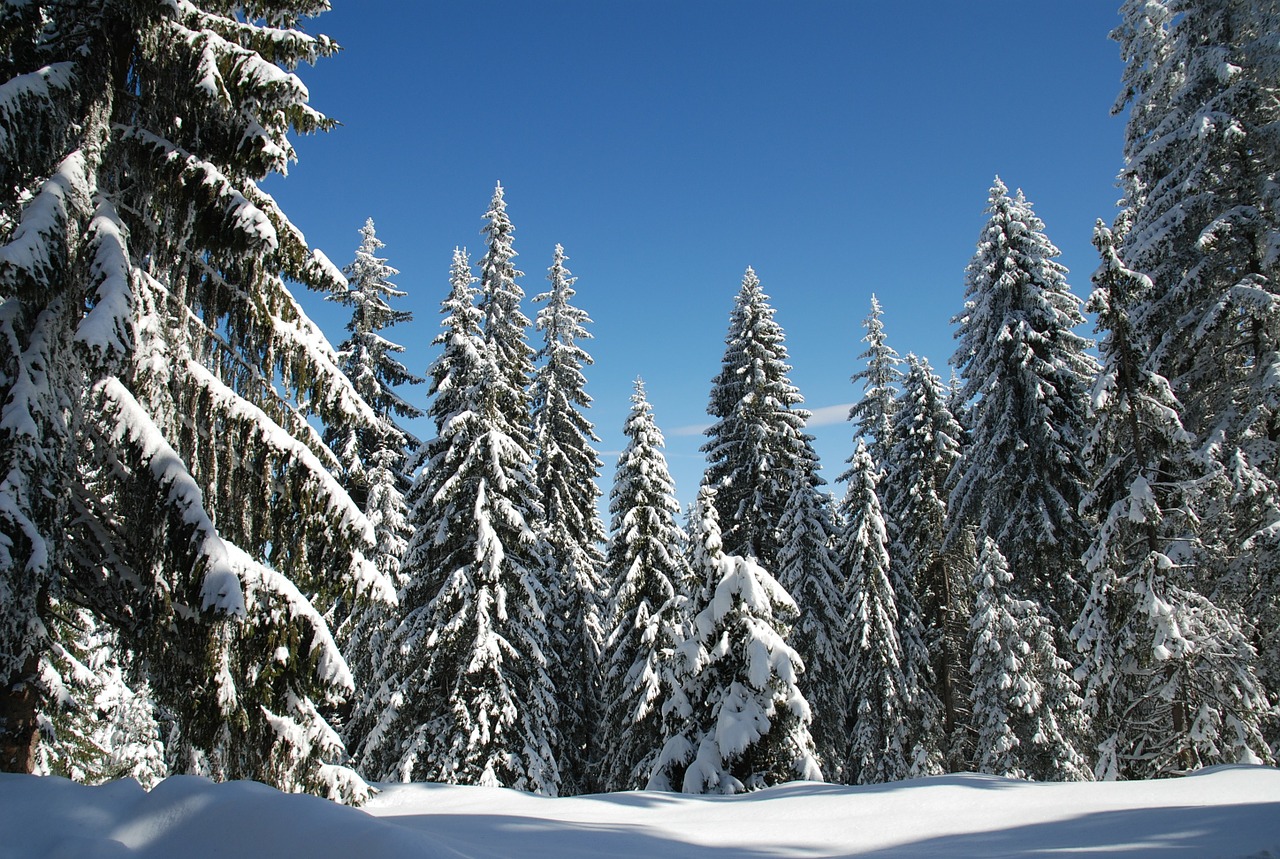 winter snow blue sky free photo