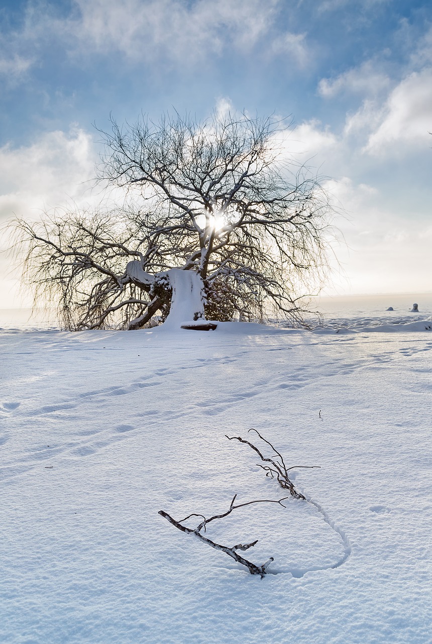 winter wood part free photo