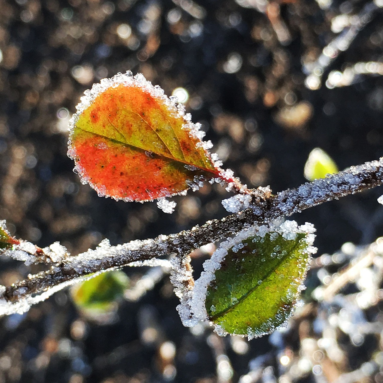 winter hoarfrost cold free photo