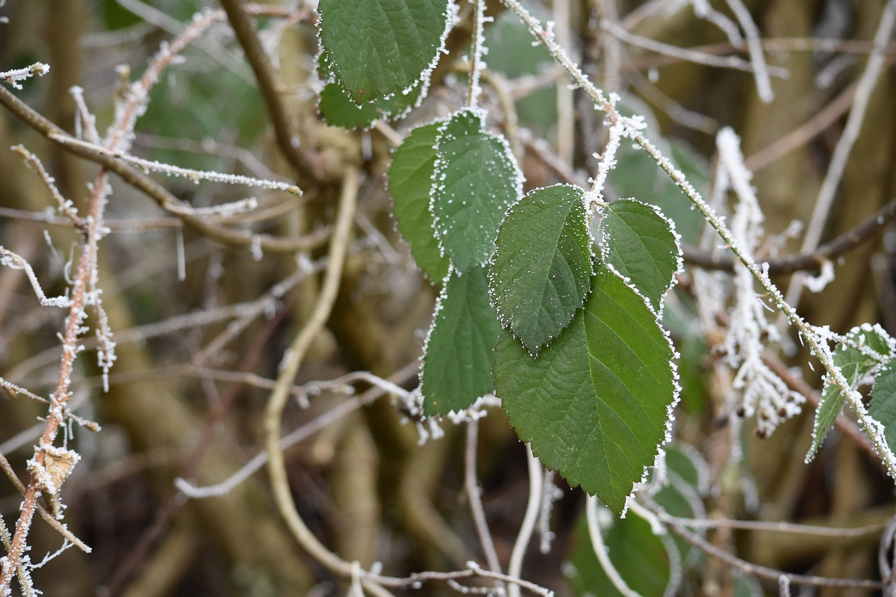 winter eiskristalle cold free photo