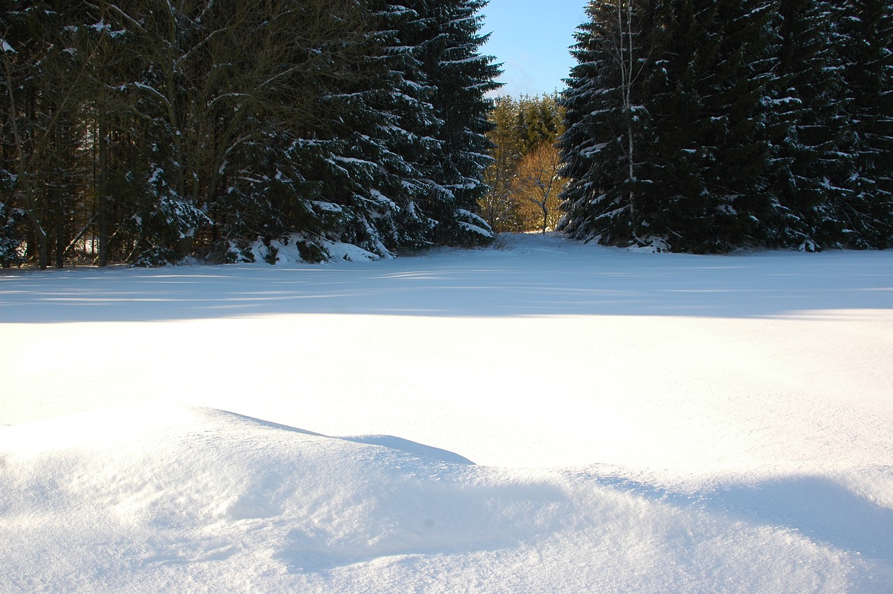 winter snow forest free photo