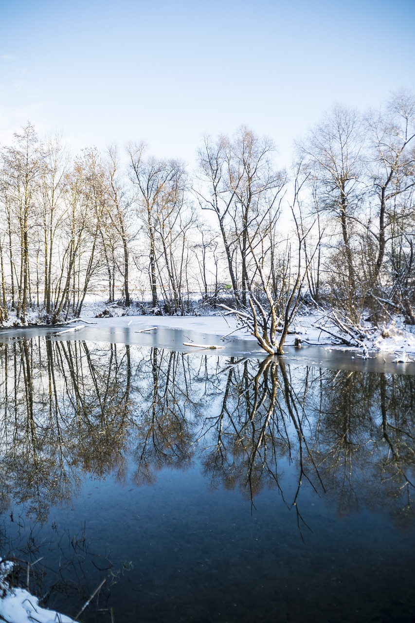 winter mirroring trees free photo