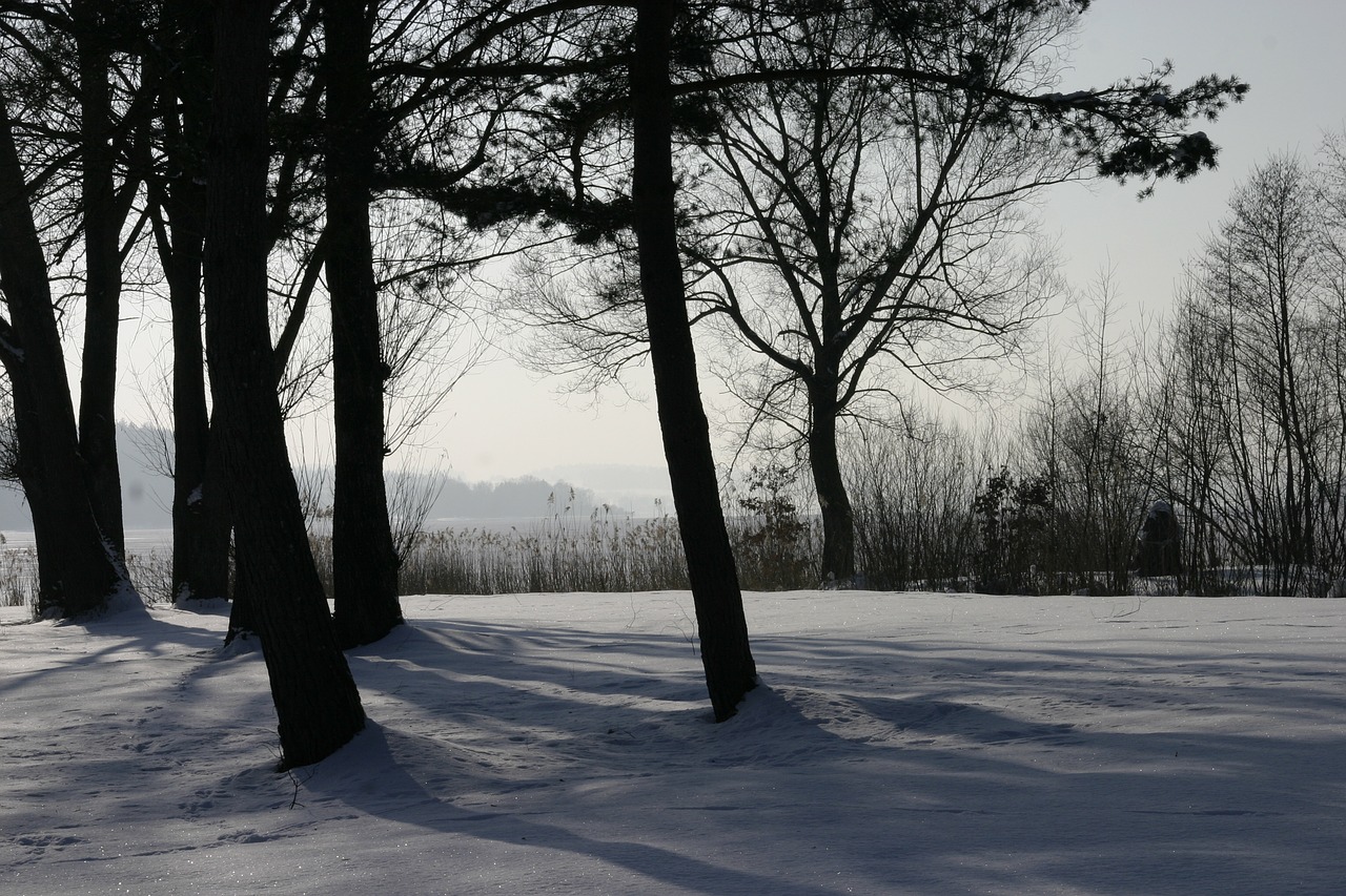 winter trees snow free photo