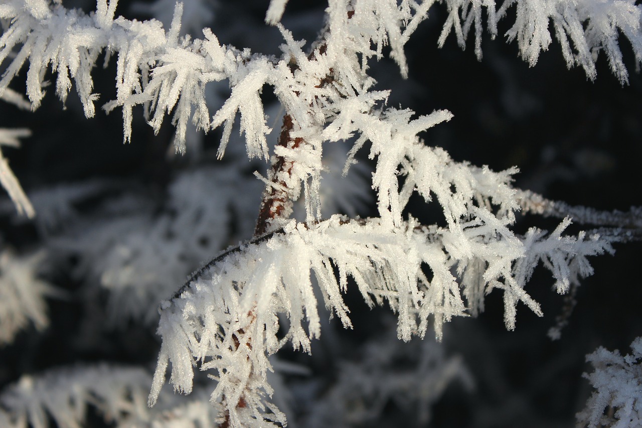 winter eiskristalle frozen free photo