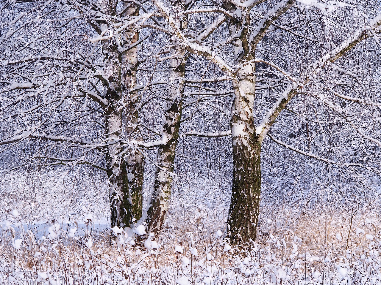 winter snow tree free photo