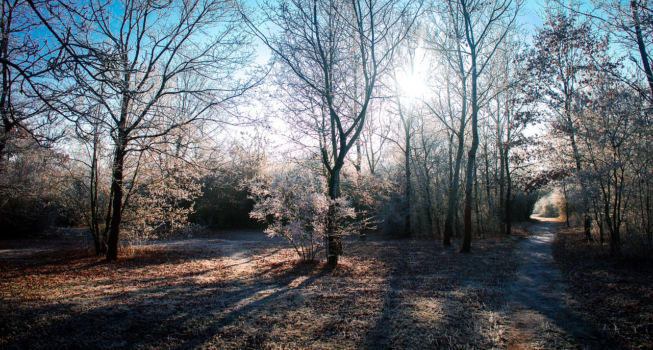 winter tree nature free photo