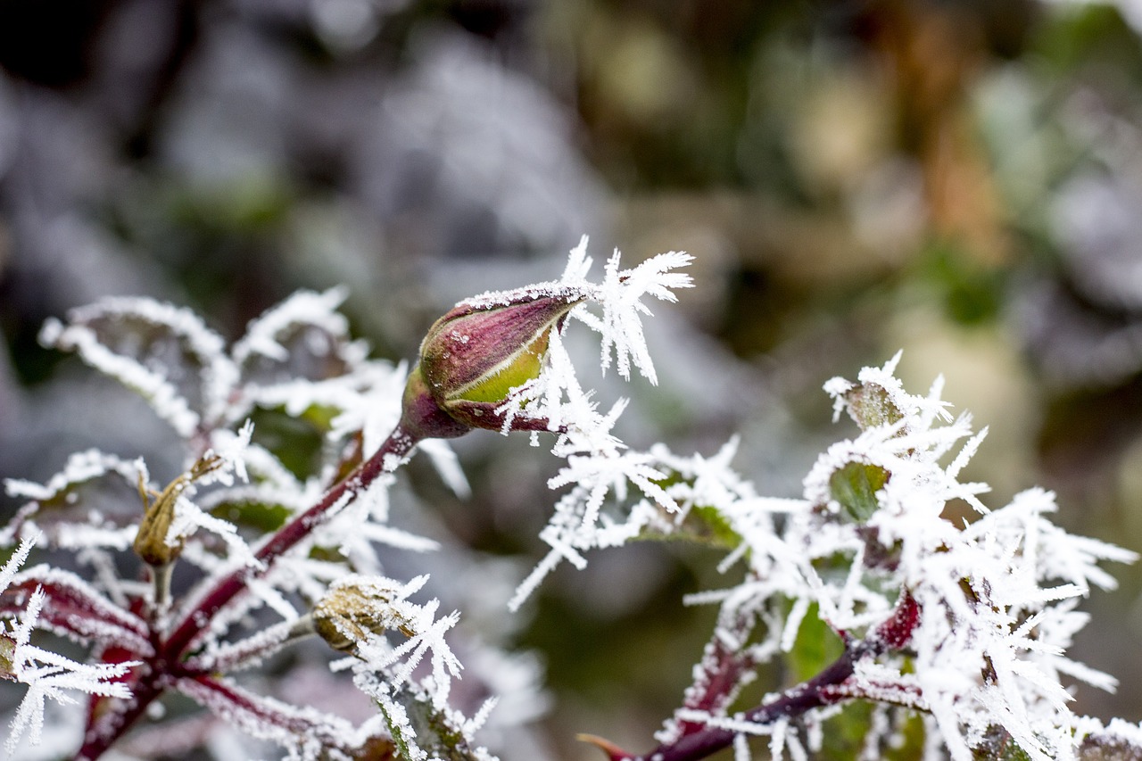 winter icing ice free photo