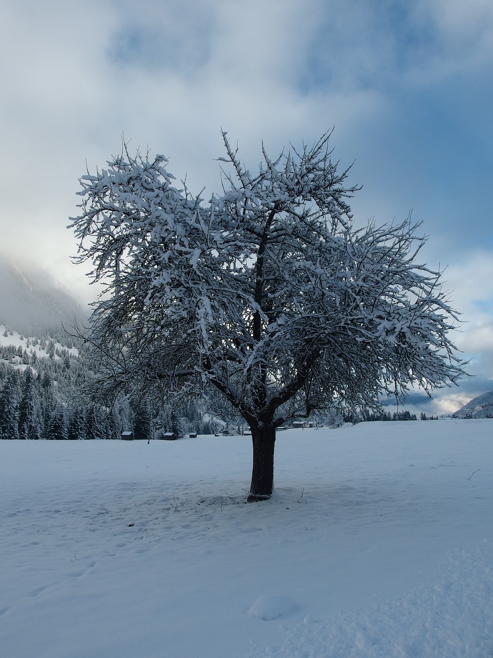 winter tree snow free photo