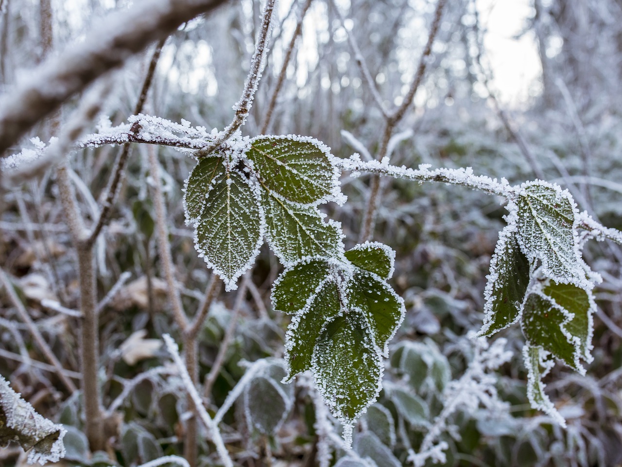 winter frost winter magic free photo