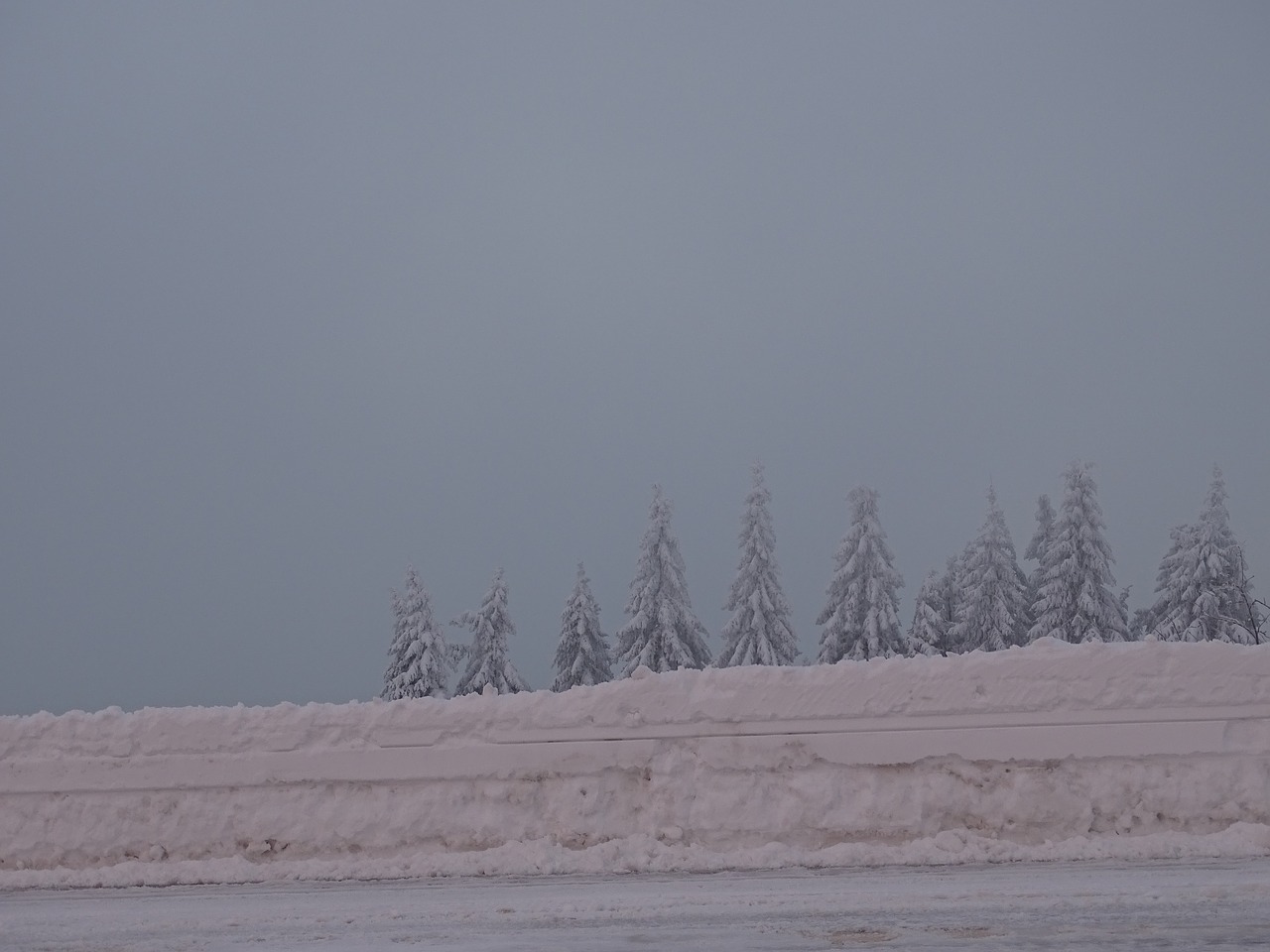 winter trees wintry free photo