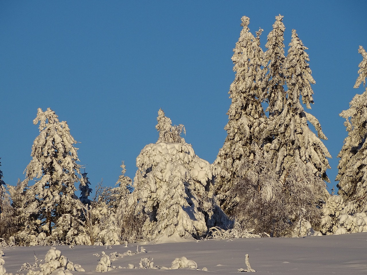 winter winter forest snow free photo