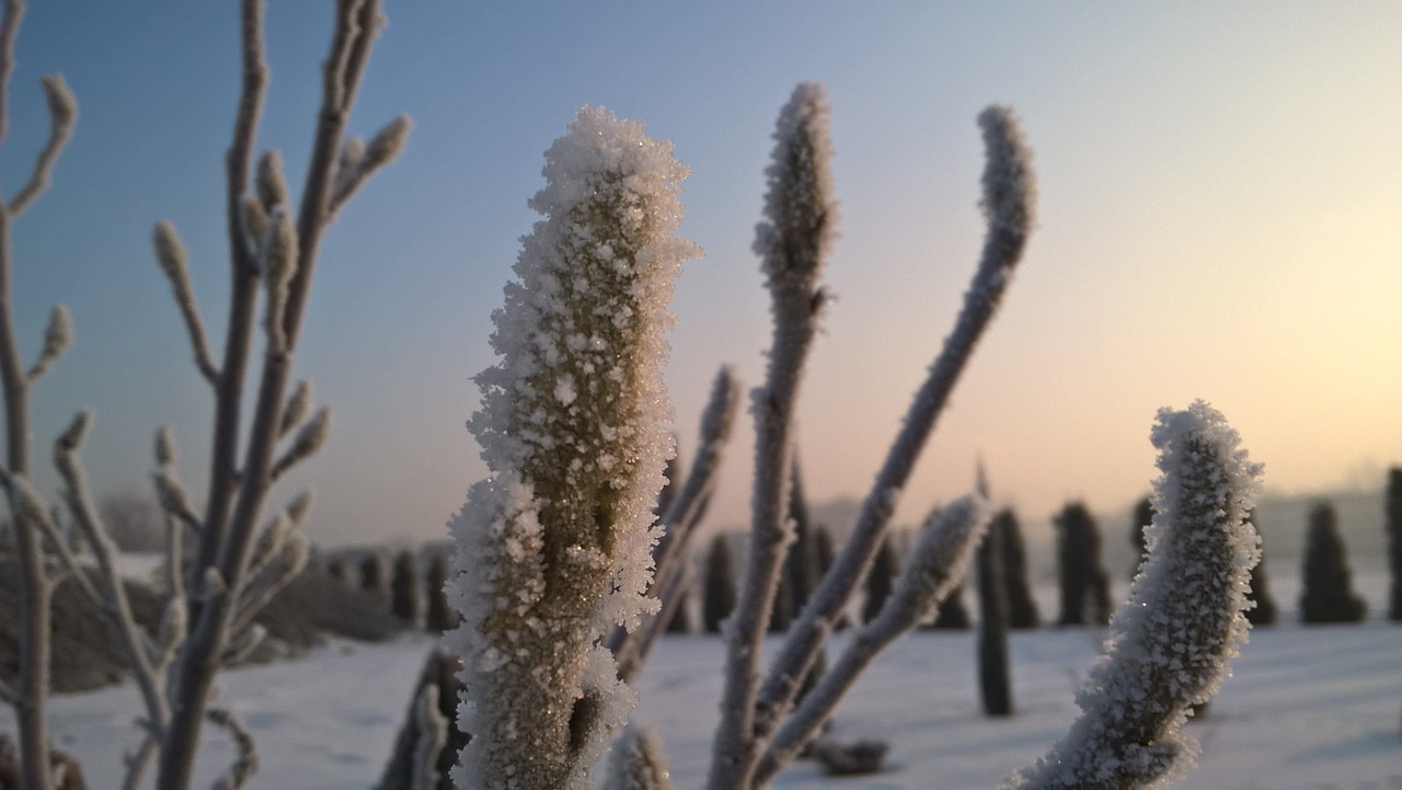 winter snow frost free photo