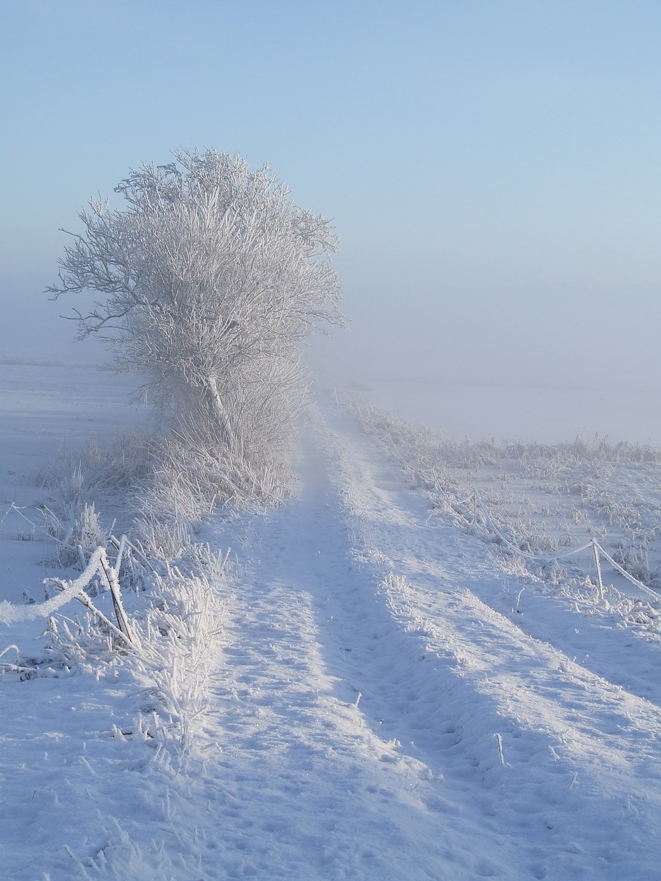 winter white snow free photo