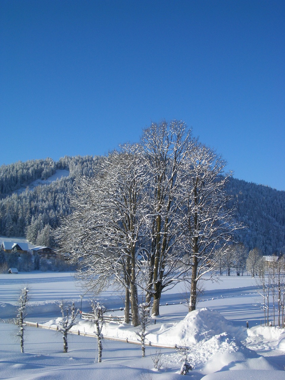 winter tree snowy free photo