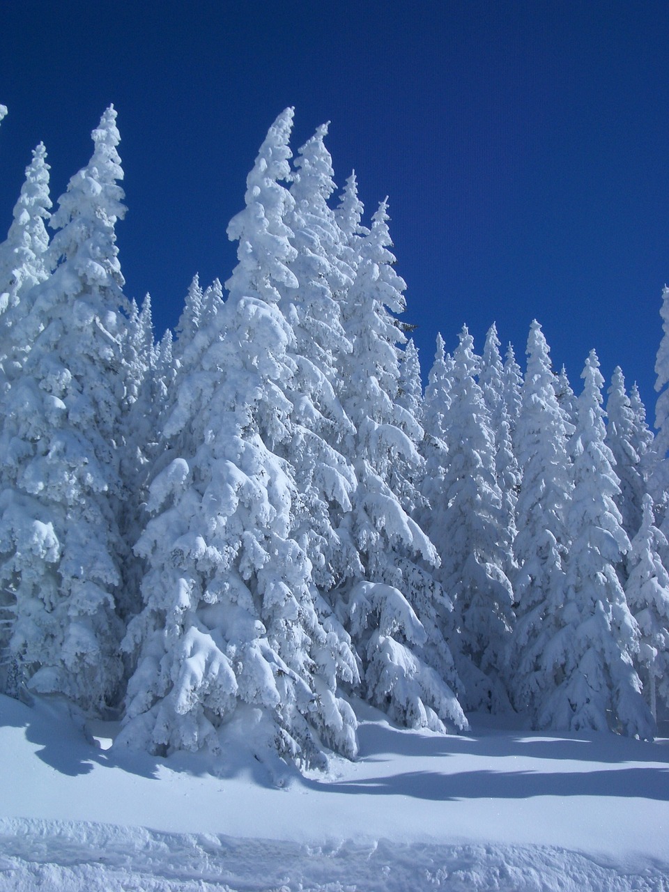 winter firs snowy free photo